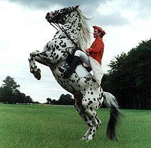 تحقیق ورزش اسب سواری 